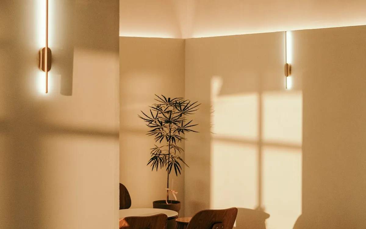 Warm-lit modern office interior with timber ceiling and a plant